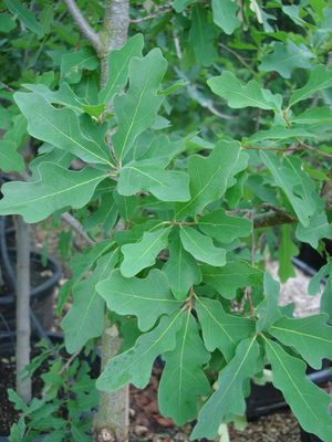 Quercus laceyi (Oak, Lacey)