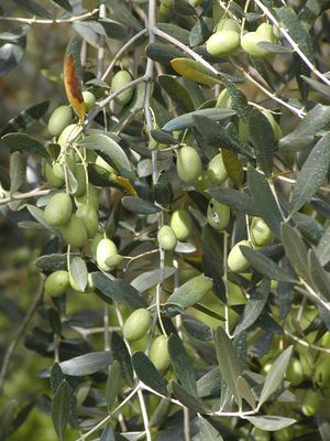Olea europaea (Olive, Mission)