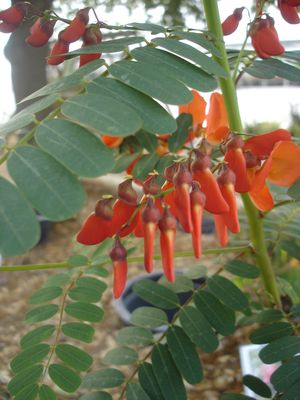 Sesbania punicea (Brazilian Rattlebox)