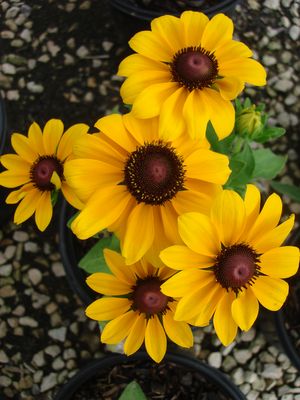 Rudbeckia fulgida (Black Eyed Susan)