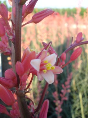 Hesperaloe parviflora (Yucca, Red)