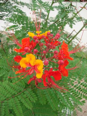 Caesalpinia pulcherrima (Pride of Barbados)
