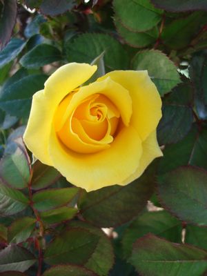 Rosa chinensis (Rose, Nacogdoches)