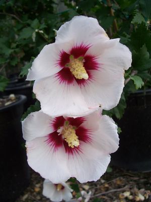 Hibiscus syriacus (Althea, Helene)