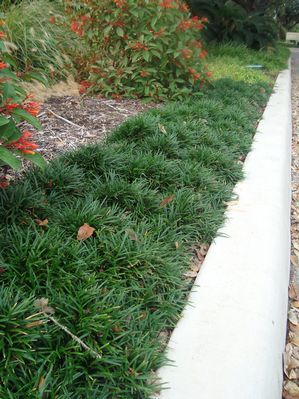 Ophiopogon japonicus (Monkey Grass, Dwarf)