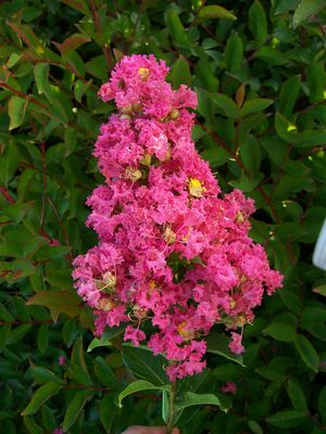 Lagerstroemia indica (Crape Myrtle, Pecos)