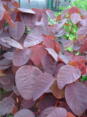 Euphorbia cotinifolia (Euphorbia, Burgundy Wine)