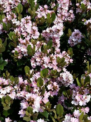 Raphiolepis indica (Hawthorn, Pink Lady)