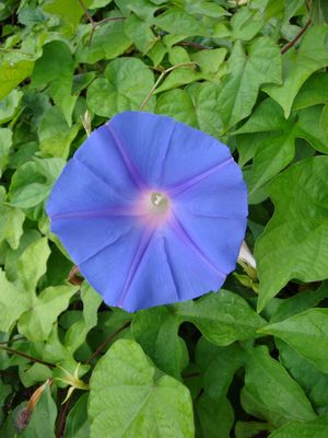 Ipomoea acuminata (Blue Dawnflower)