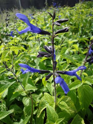 Salvia guaranitica (Salvia, Black and Blue)