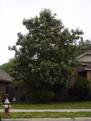 Magnolia grandiflora (Magnolia, Southern)