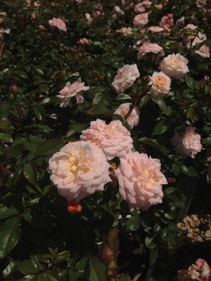 Rosa x (Rose, Apricot Drift ®)