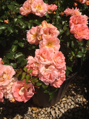 Rosa x (Rose, Peach Drift®)