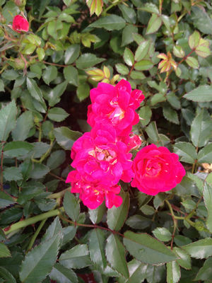 Rosa x (Rose, Red Drift®)