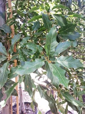 Quercus canbyi (Oak, Sierra)