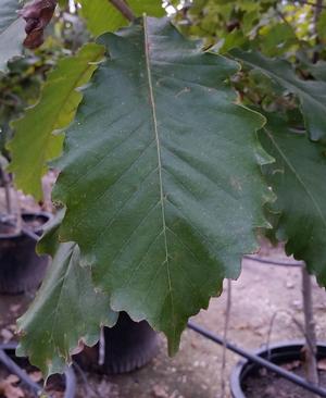 Quercus muehlenbergii (Oak, Chinquapin)