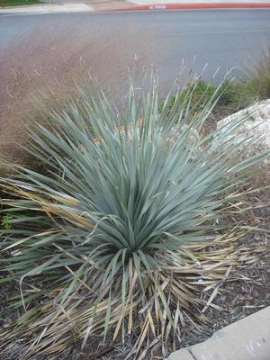 Dasylirion wheeleri (Yucca, Blue Sotol)