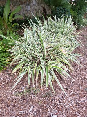 Dianella tasmanica (Variegated Flax Lily)