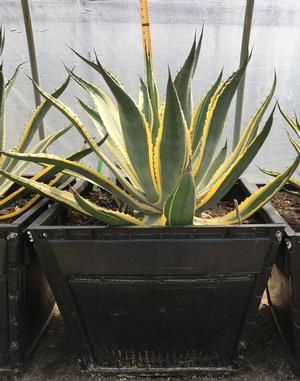 Agave americana (Agave, Variegated Century Plant)
