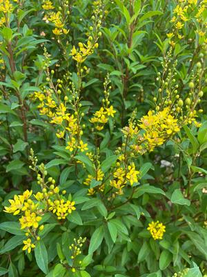 Galphimia glauca (Golden Thryallis)
