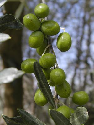 Olea europaea (Olive, Arbequina)