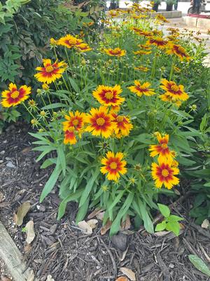 Coreopsis UPTICK Gold & Bronze (Coreopsis)