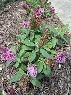 Buddelia hybrid (Butterfly Bush 'Chrysalis Pink')