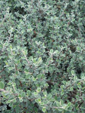 Cotoneaster glaucophyllus (Cotoneaster, Grayleaf)