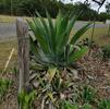 Agave, Ferox