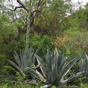 Agave, Century Plant