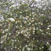 Anacacho Orchid Tree