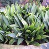 Aspidistra